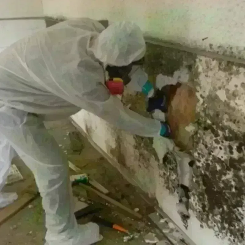 Mold Remediation and Removal in Bad Axe, MI